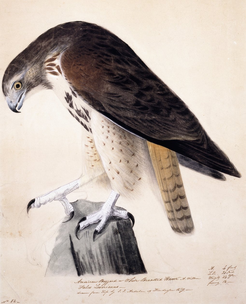 Amerikansk ormvråk eller White Breasted Hawk, av John James Audubon