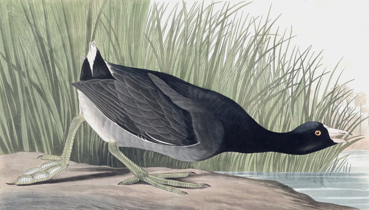 American Coot, Fulica Americana, från "The Birds of America" av John J. Audubon, pub. 1827-38 av John James Audubon