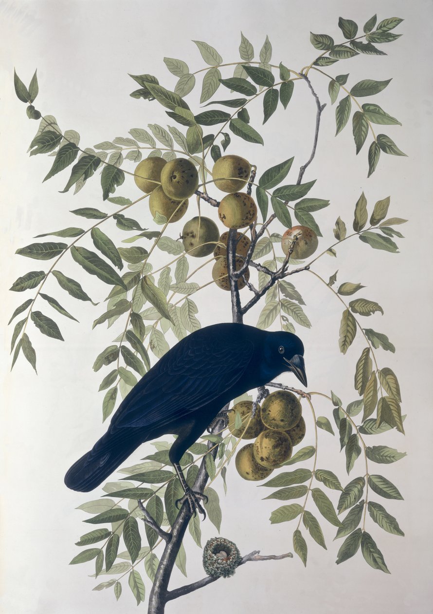 American Crow, från Birds of America av John James Audubon