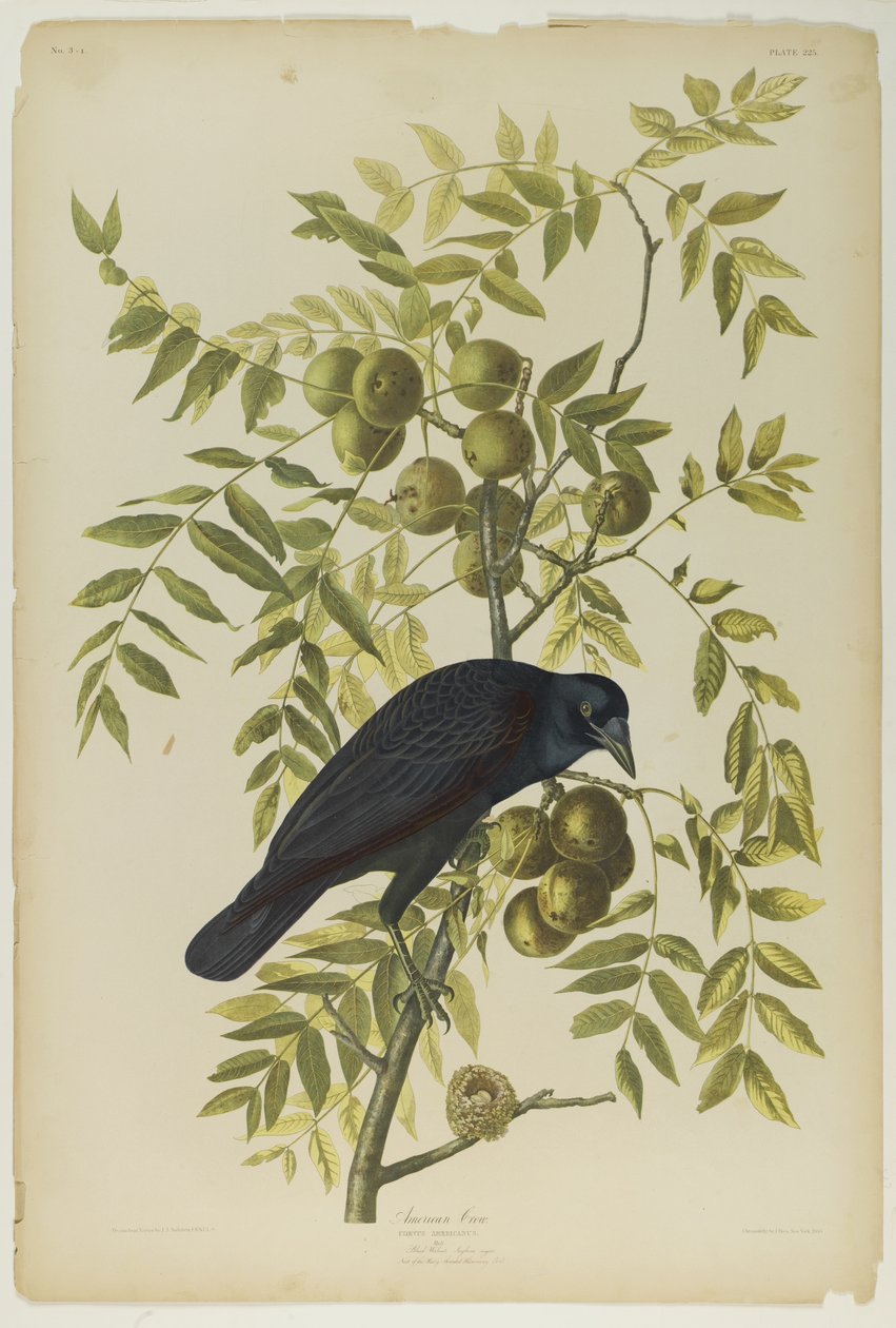 American Crow, tryckt av Julien Bien och publicerad av Roe Lockwood & Son, 1861 (kromolitografi) av John James Audubon