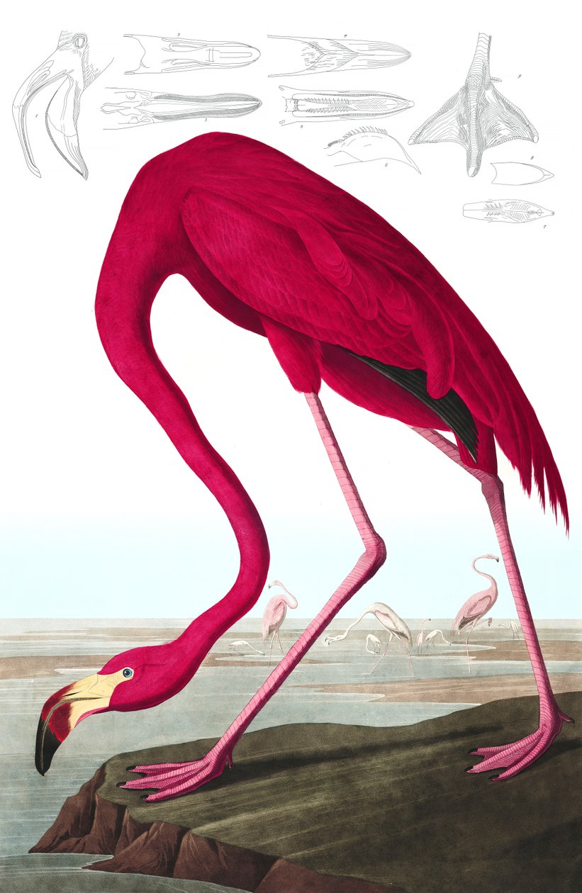 American Flamingo, Phoenicopterus Ruber, från "The Birds of America" av John J. Audubon, pub. 1827-38 (handfärgad gravyr) av John James Audubon