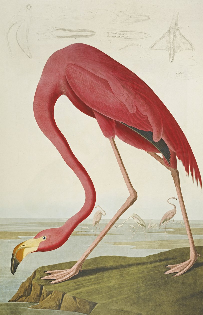 American Flamingo, från "The Birds of America" av John James Audubon