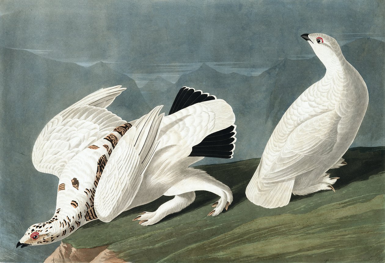American Ptarmigan, Tetrao Mutus: White Tailed Grous, Tetrao Leucurus, från "The Birds of America" av John J. Audubon, pub. 1827-38 av John James Audubon