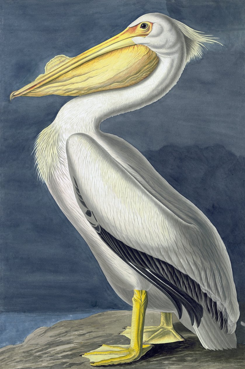 Amerikansk vitpelikan, Pelecanus Erythrorhynchos, från "The Birds of America" av John J. Audubon, pub. 1827-38 av John James Audubon