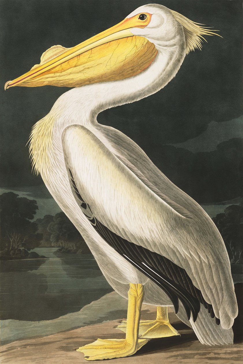 Amerikansk vitpelikan, Pelecanus Erythrorhynchos, från "The Birds of America" av John J. Audubon, pub. 1827-38 av John James Audubon