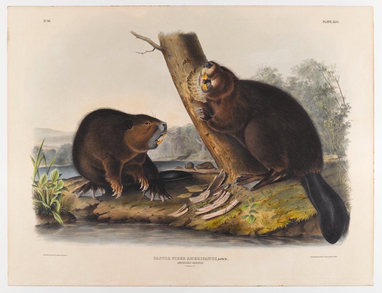 swed av John James Audubon