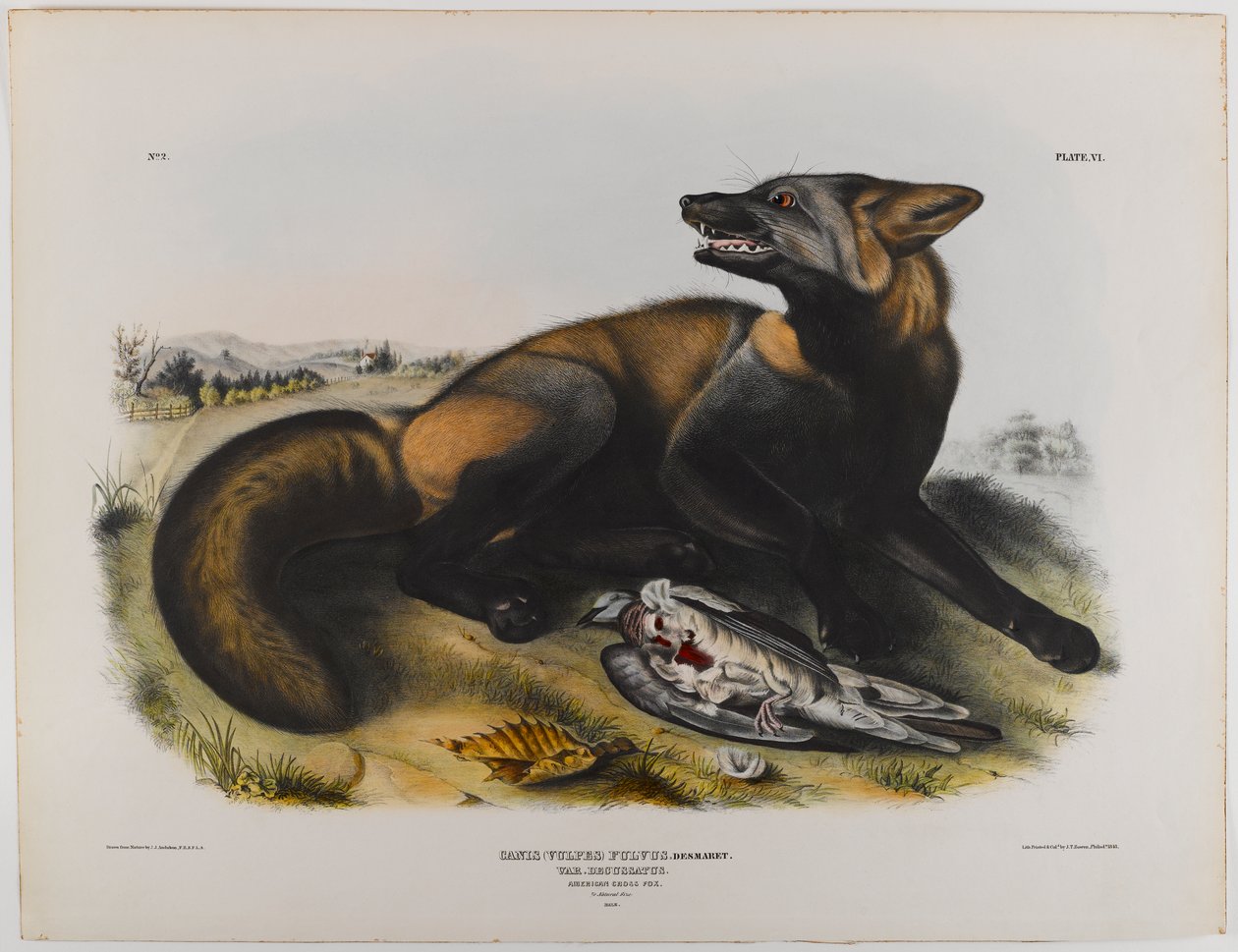 swed av John James Audubon
