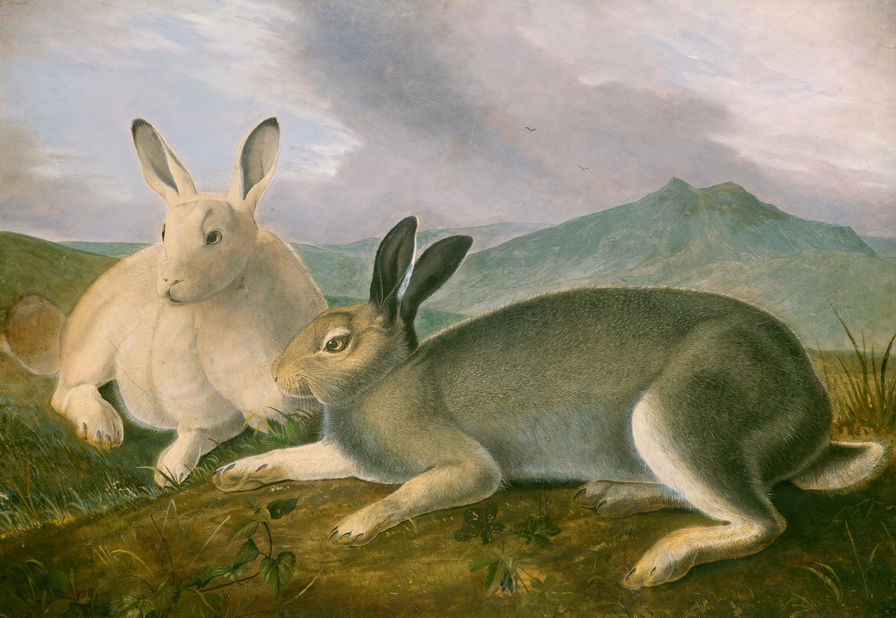 Arctic Hare, ca 1841 (penna och svart bläck med akvarell och oljefärg på papper) av John James Audubon