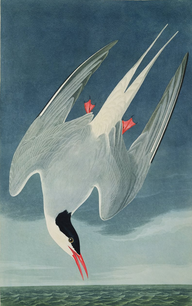 Arctic Tern, från 
