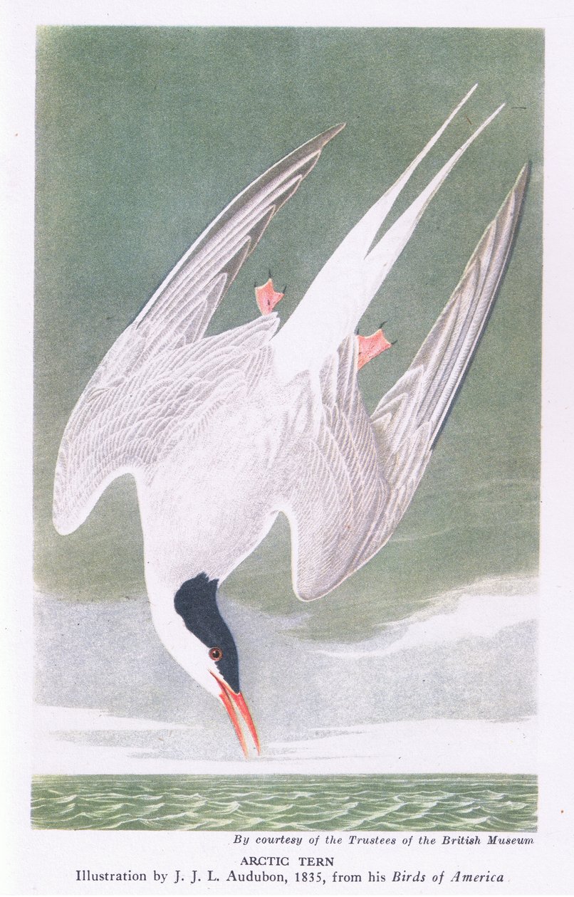 Arktisk tärna av John James Audubon