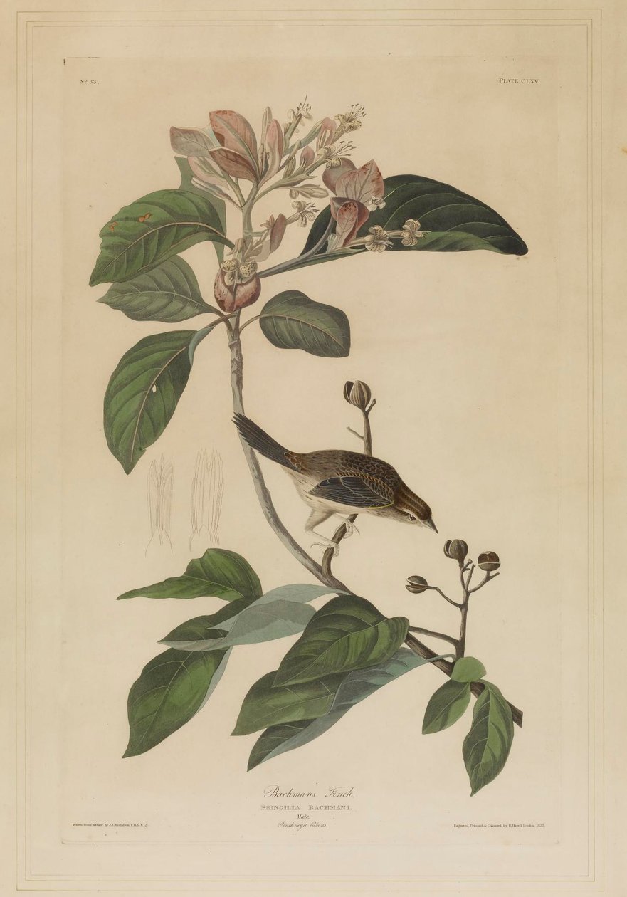 Bachmans fink av John James Audubon