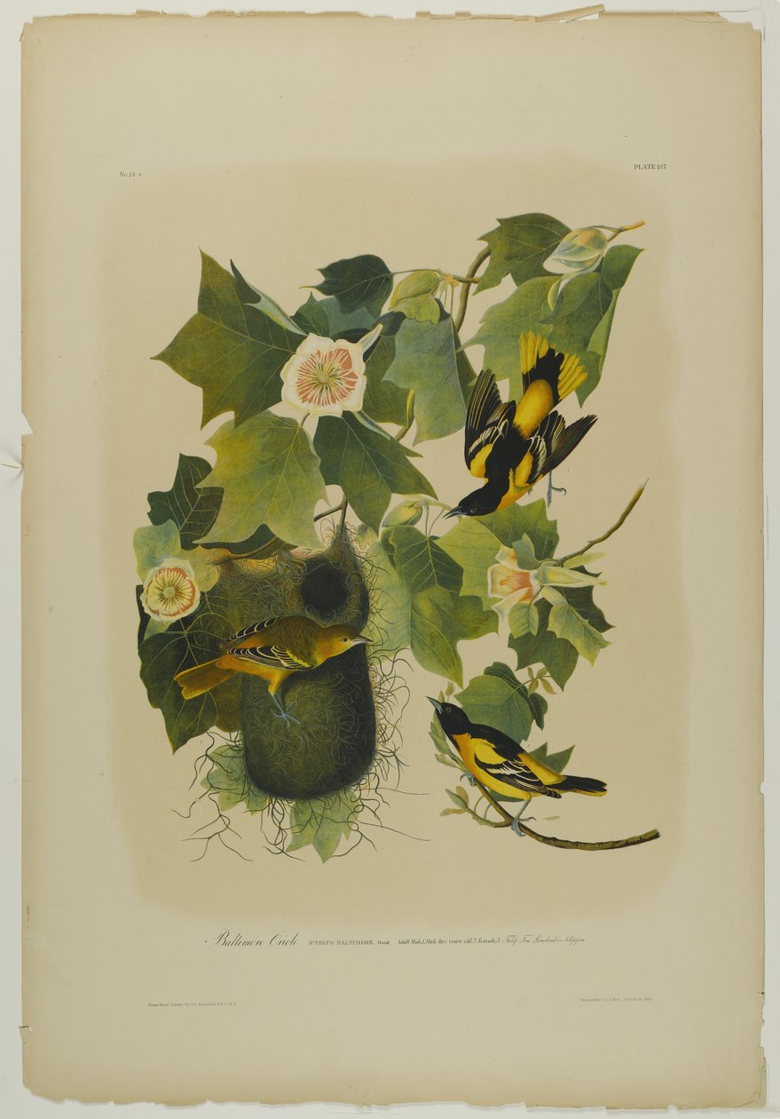 Baltimore Oriole, tryckt av Julien Bien och publicerad av Roe Lockwood & Son, 1861 (kromolitografi) av John James Audubon