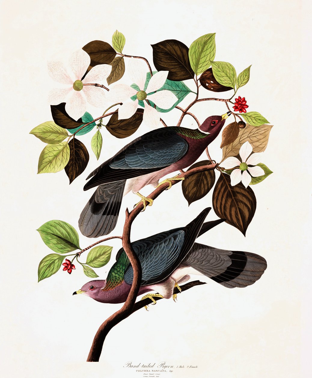 Band Tailed Pigeon, Columba Fasciata, från "The Birds of America" av John J. Audubon, pub. 1827-38 av John James Audubon