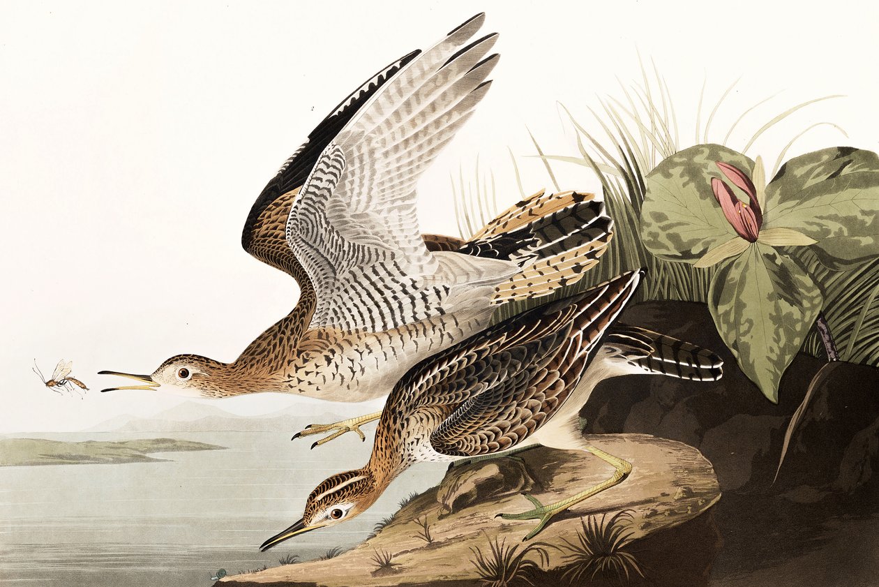 Bartram Sandpiper, Bartramia Longicauda, från "The Birds of America" av John J. Audubon, pub. 1827-38 av John James Audubon