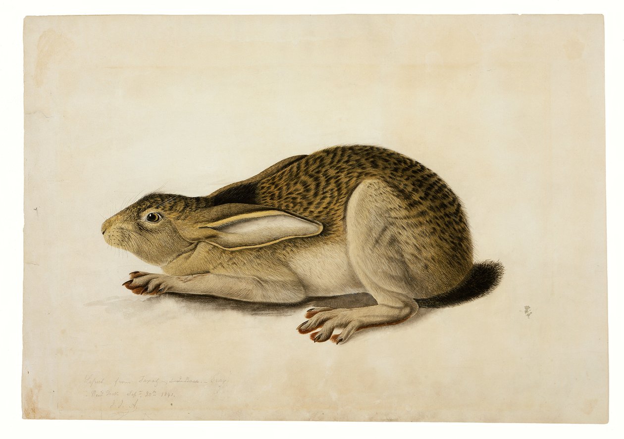 Svartsvansad hare av John James Audubon