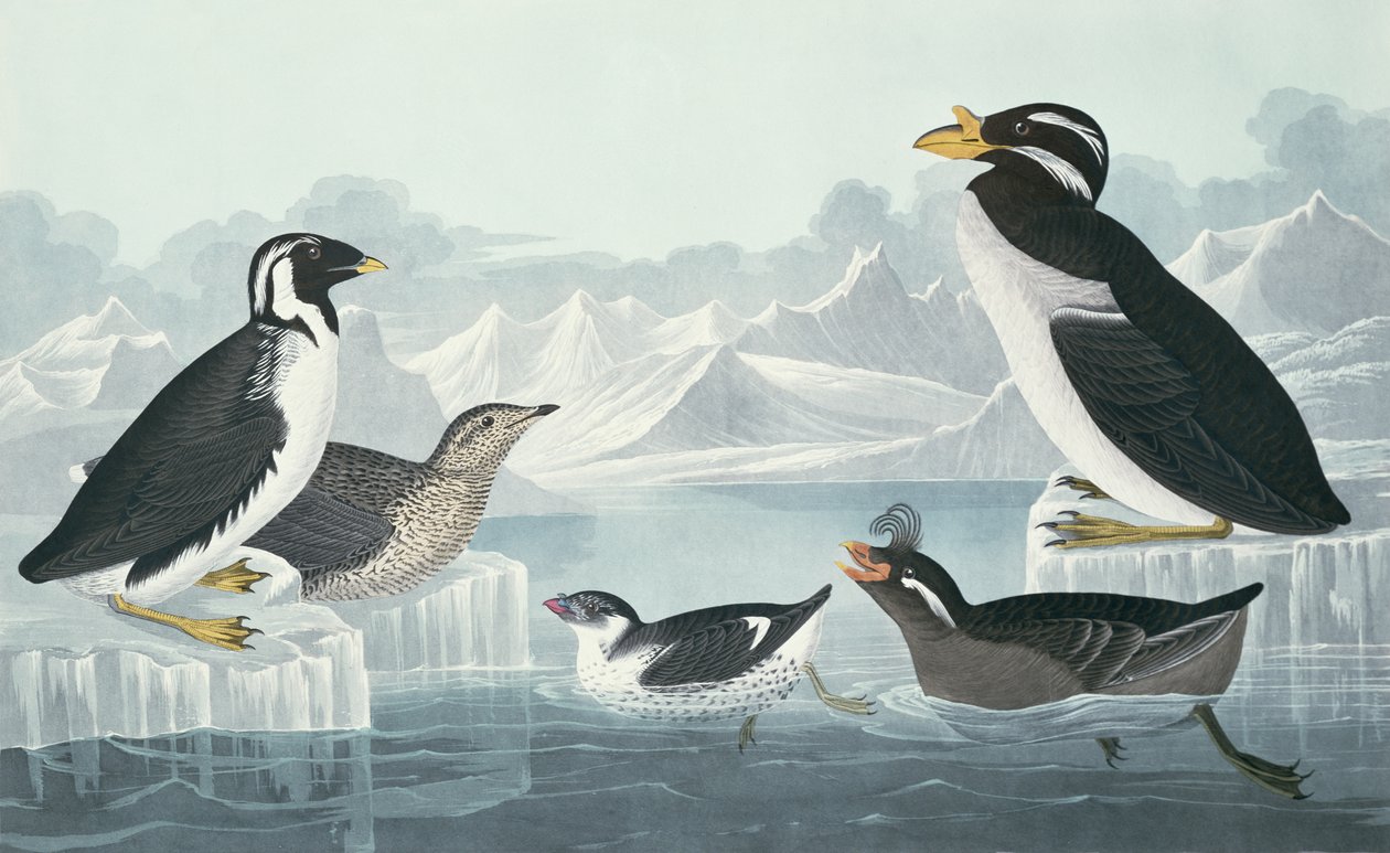 Svartstrupig sillgrissla, näbbfågel, krullfågel, hornnäbb, hämtad från naturen av John James Audubon