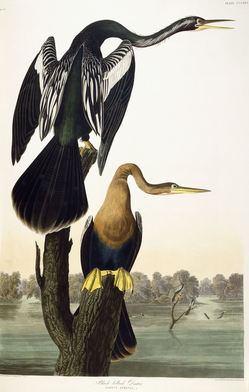 Black-bellied Darter, 1836 av John James Audubon