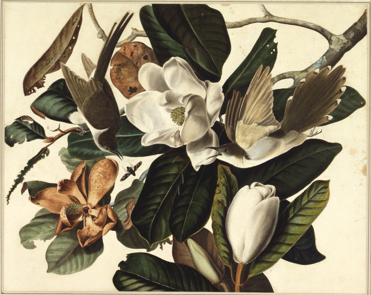 Svartnäbbgök, 1822 (wc och grafit på papper) av John James Audubon
