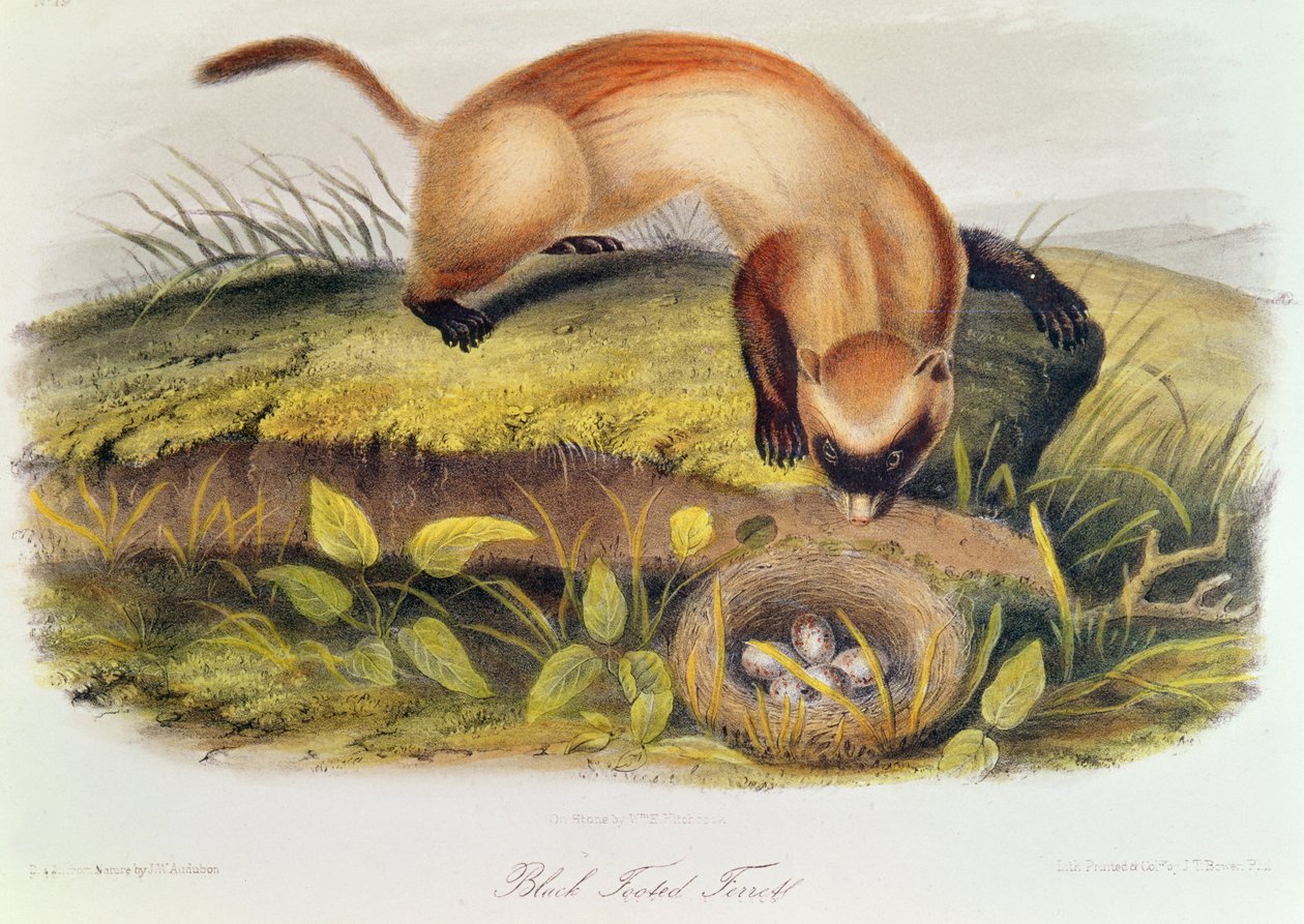 Svartfotad iller från Quadrupeds of North America (1842-5) av John James Audubon