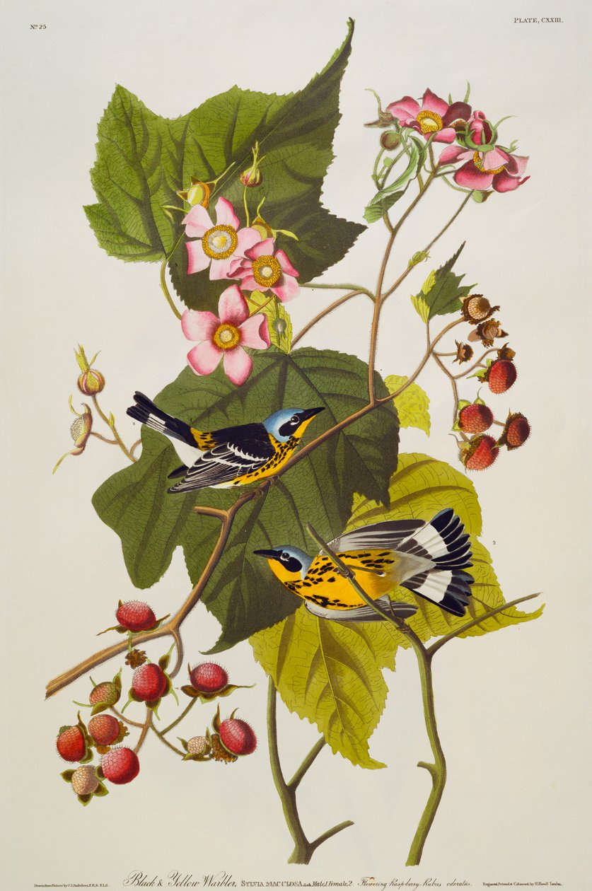 Svart och gul sångare. Magnoliasångare av John James Audubon