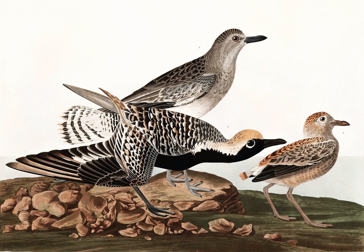 Black Bellied Plover, Charadrius Helveticus, från "The Birds of America" av John J. Audubon, pub. 1827-38 av John James Audubon