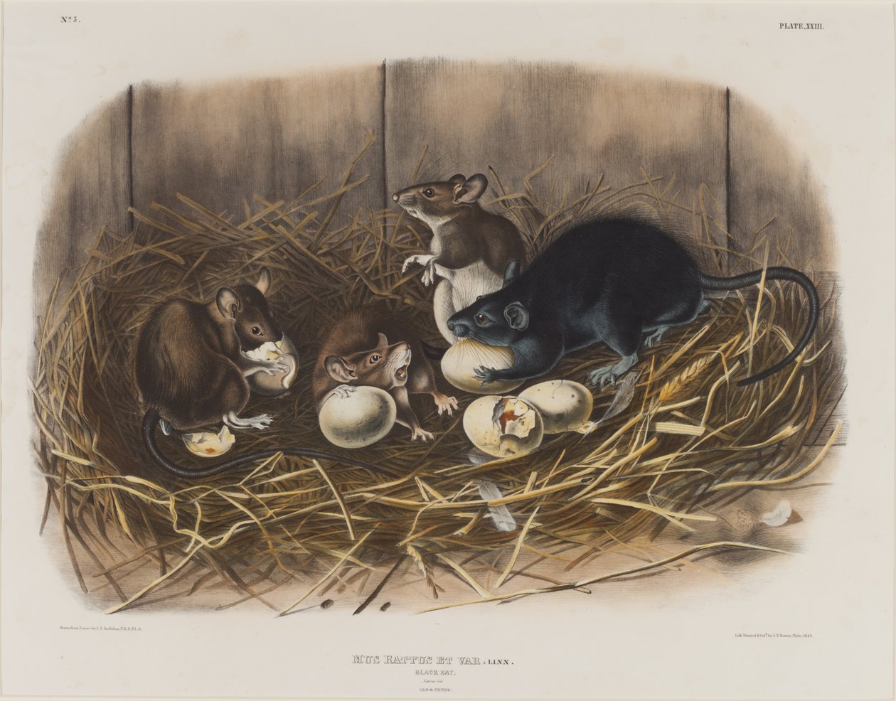 Svart råtta, ca 1845 av John James Audubon