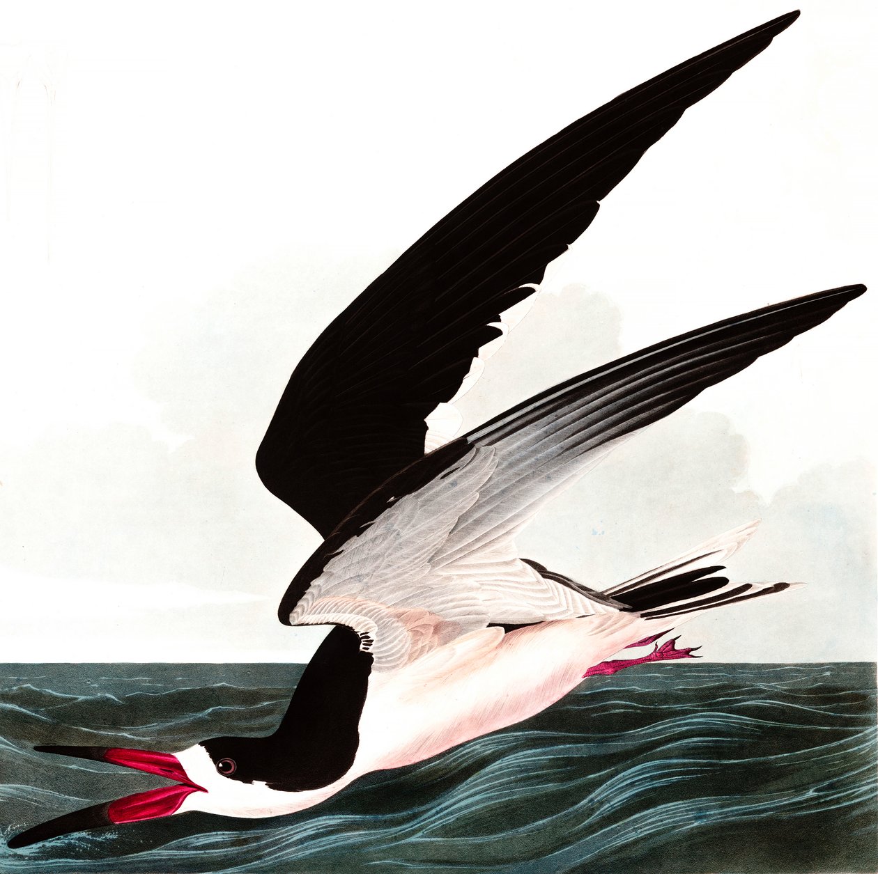 Black Skimmer eller Shearwater, Rhincops Nigra, från "The Birds of America" av John J. Audubon, pub. 1827-38 av John James Audubon