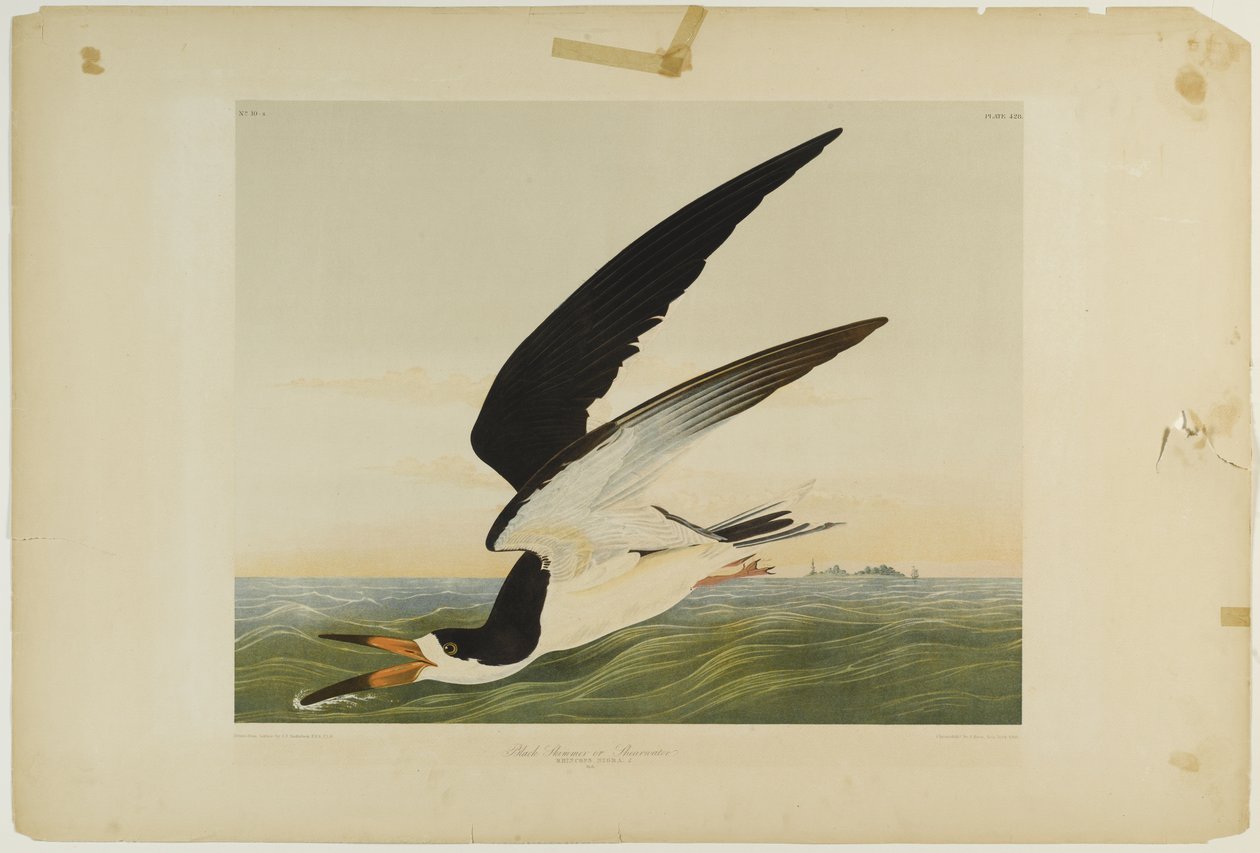 Black Skimmer or Shearwater, tryckt av Julien Bien och publicerad av Roe Lockwood & Son, 1861 (kromolitografi) av John James Audubon