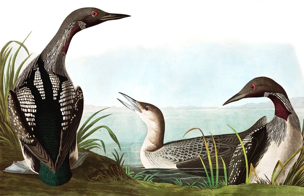 Black Throated Diver, Colymbus Arcticus, från "The Birds of America" av John J. Audubon, pub. 1827-38 av John James Audubon