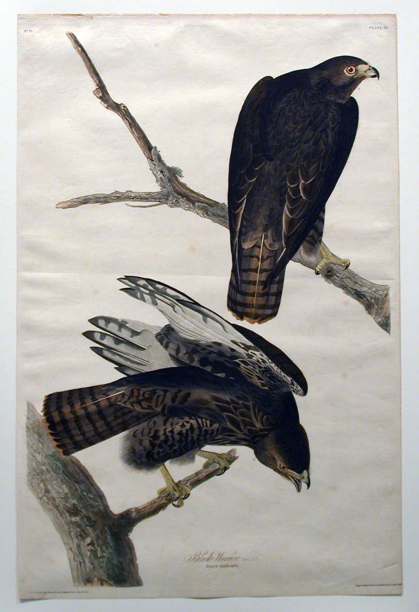 Svart krigare (nr 18) av John James Audubon