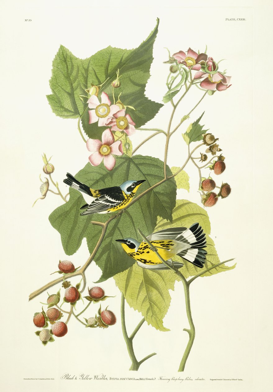 Svart och gul sångare och blommande hallon, ca 1826-1838 av John James Audubon
