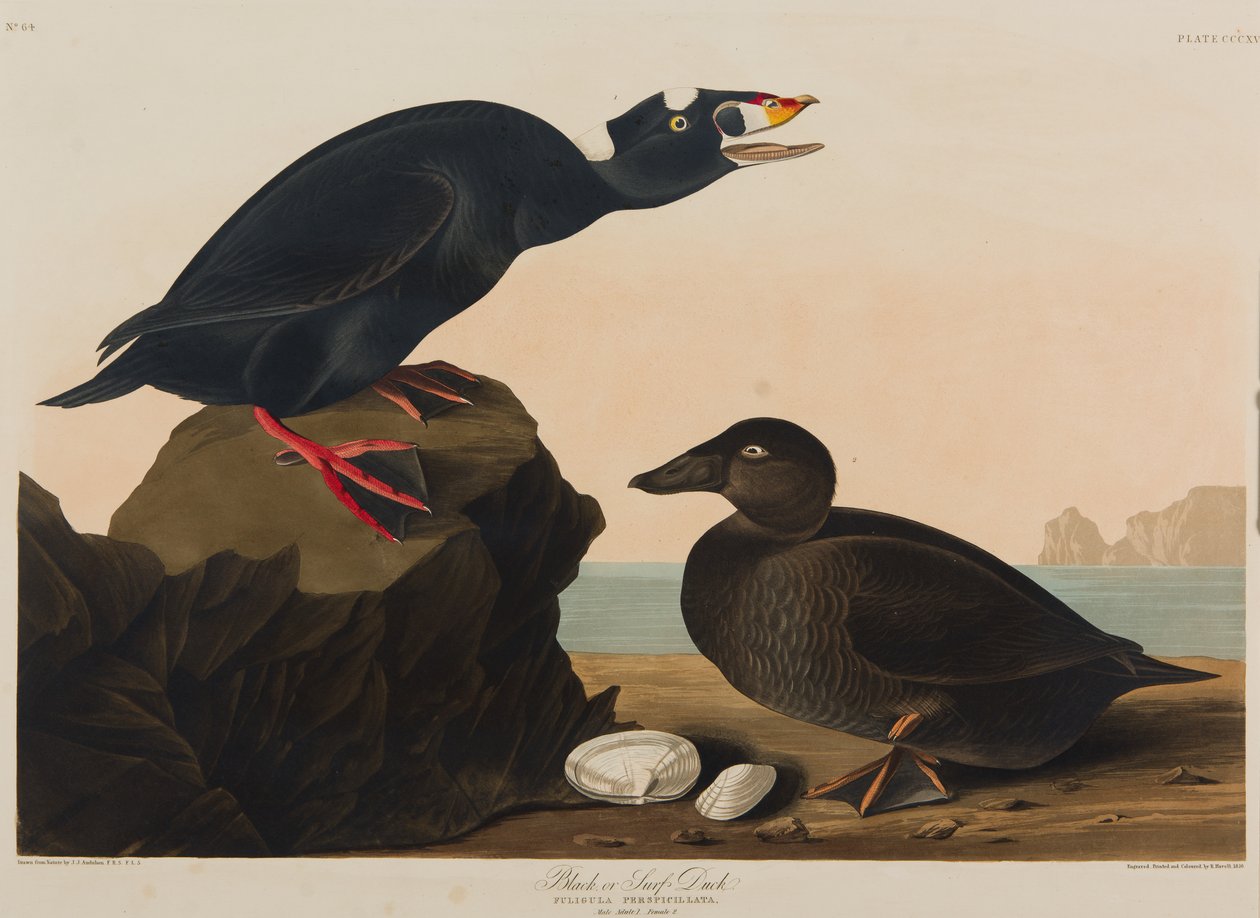 Black or Surf Duck, 1836 (wc på papper) av John James Audubon