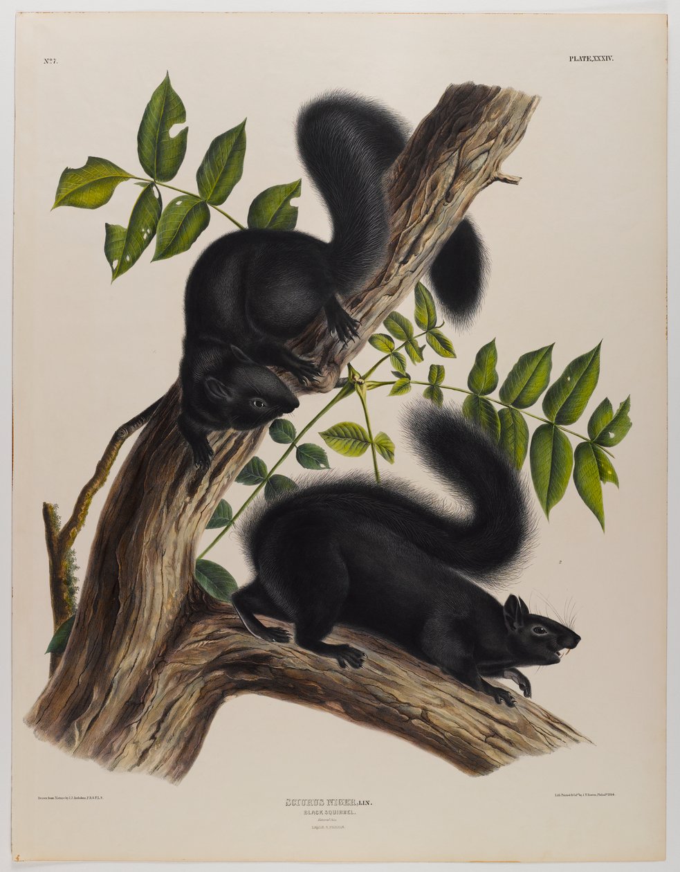 swed av John James Audubon