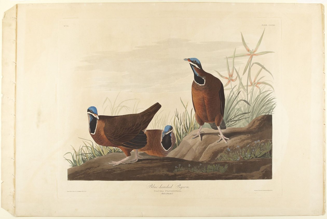 Blåhuvad duva av John James Audubon