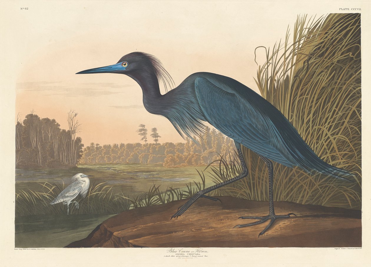 Blå trana eller häger, 1836 av John James Audubon