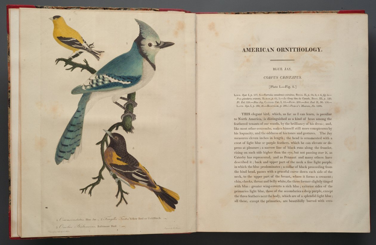 Blue Jay, sida från Elephant Folio (1827-38) av John James Audubon