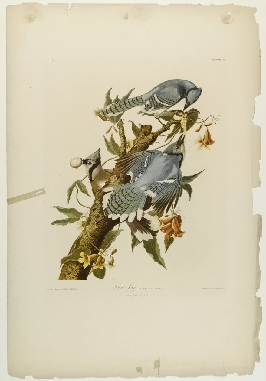 Blue Jay, tryckt av Julien Bien och publicerad av Roe Lockwood & Son, 1861 (kromolitografi) av John James Audubon