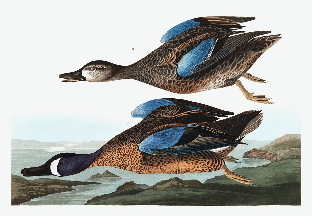 Blue Winged Teal, Anas Discors, från "The Birds of America" av John J. Audubon, pub. 1827-38 av John James Audubon