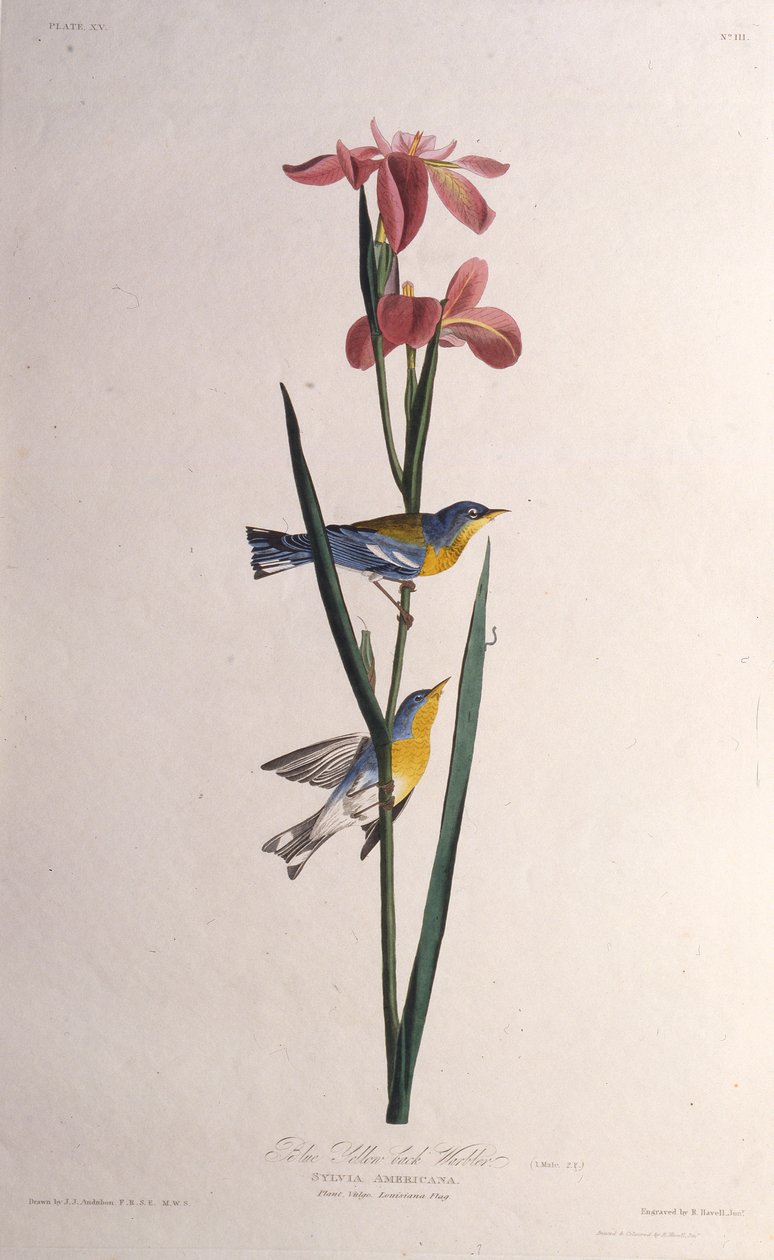 Blå gulryggig sångare. Från The Birds of America, 1827-1838. av John James Audubon