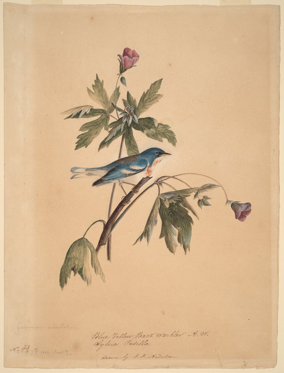 Blågul ryggsångare av John James Audubon