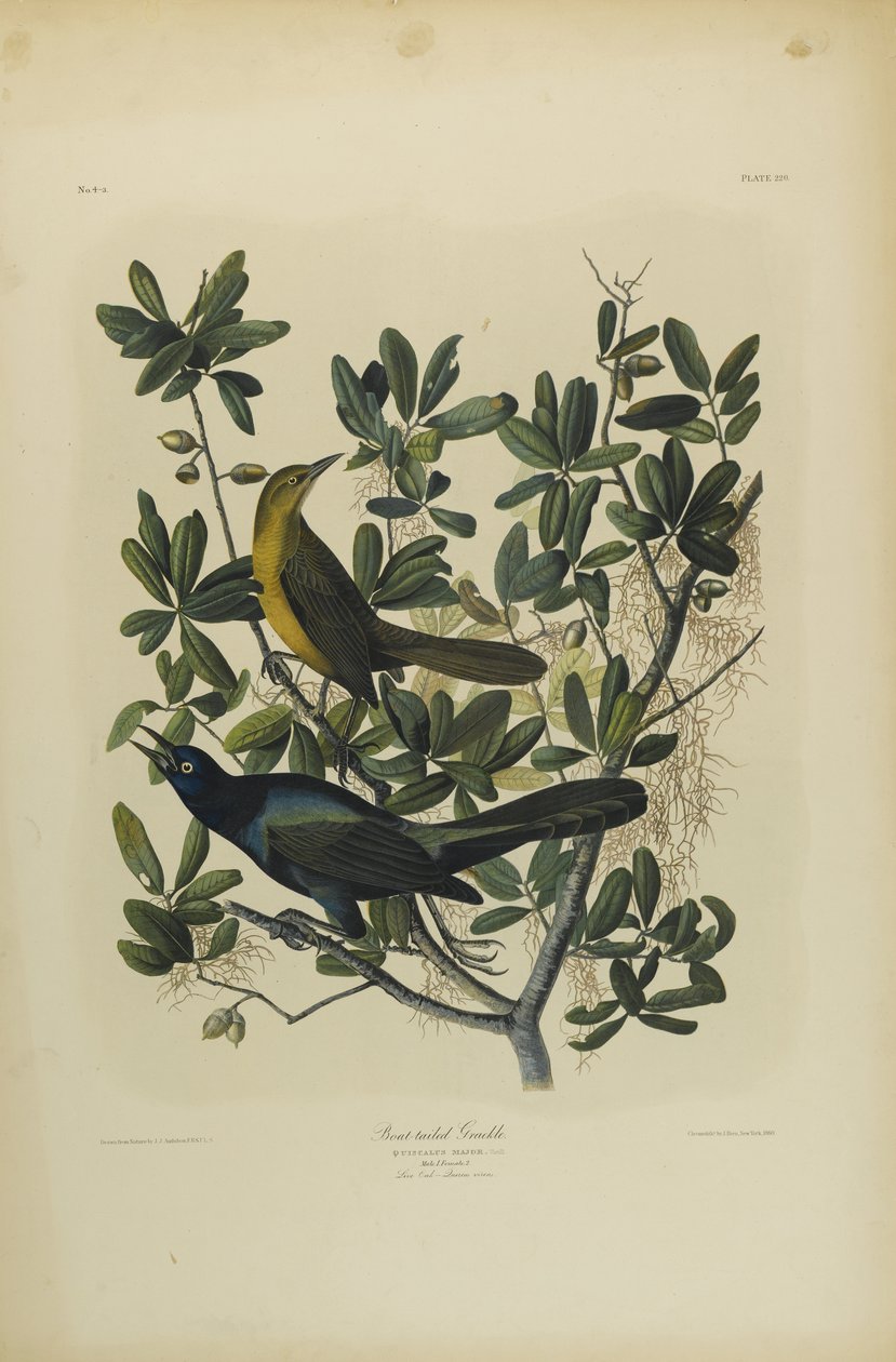 Boat-tailed Grackle, tryckt av Julien Bien och publicerad av Roe Lockwood & Son, 1861 (kromolitografi) av John James Audubon