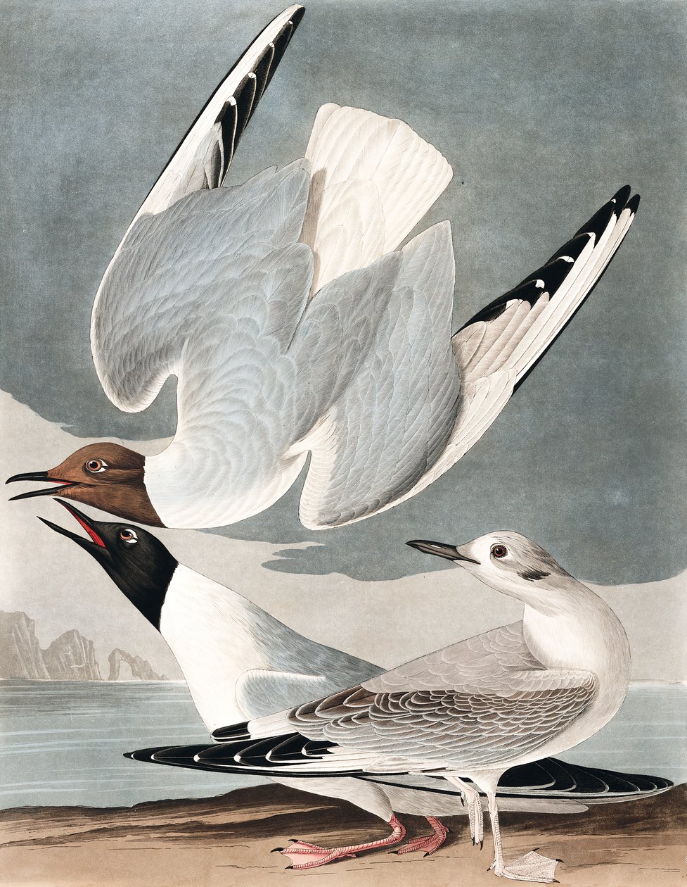 Bonapartian Gull, Larus Bonapartii, från "The Birds of America" av John J. Audubon, pub. 1827-38 av John James Audubon