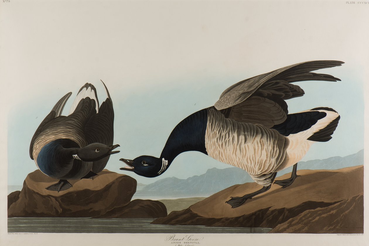 Brant Goose, 1837 (wc på papper) av John James Audubon