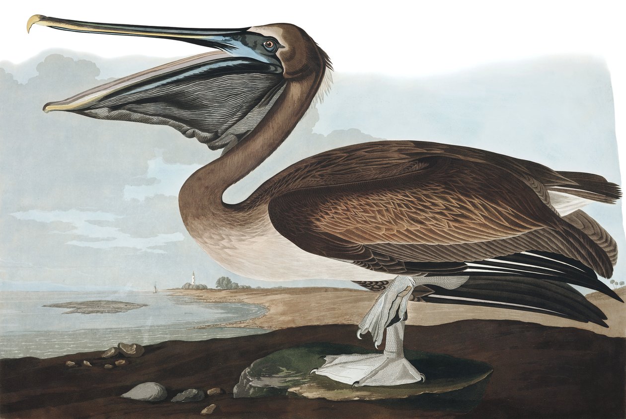 Brun pelikan, Pelecanus Fuscus, från "The Birds of America" av John J. Audubon, pub. 1827-38 av John James Audubon