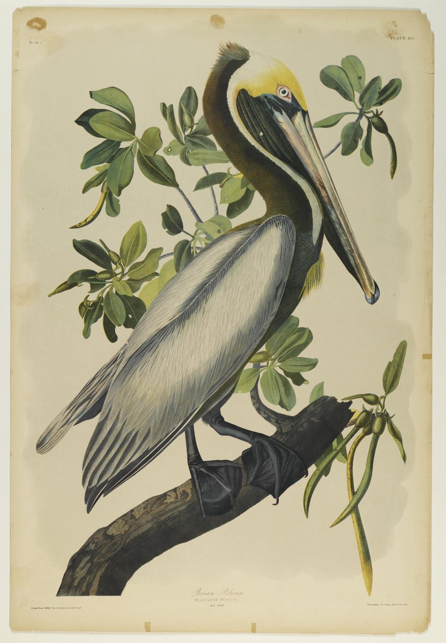 Brown Pelican, tryckt av Julien Bien och publicerad av Roe Lockwood & Son, 1861 (kromolitografi) av John James Audubon