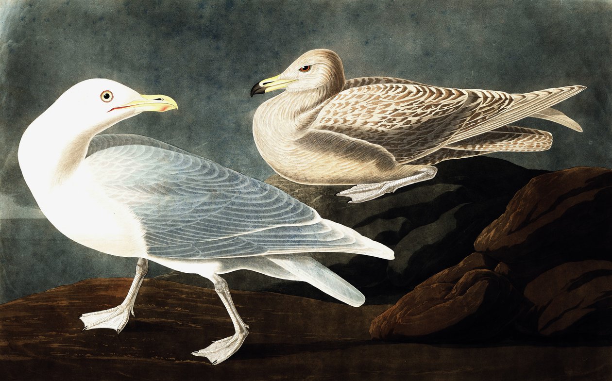 Burgomaster Gull, Larus Glaucus, från "The Birds of America" av John J. Audubon, pub. 1827-38 av John James Audubon