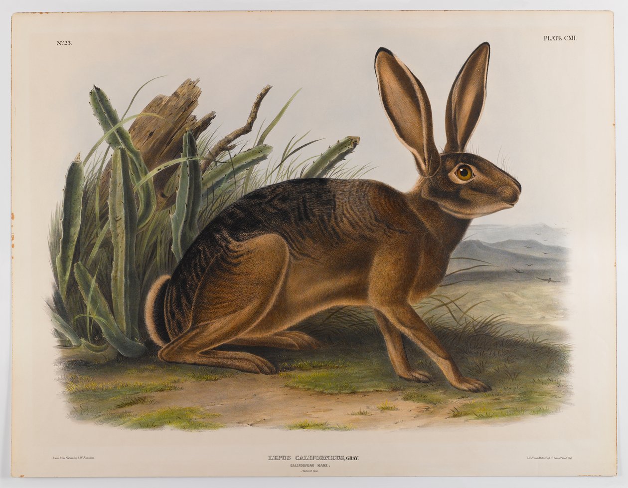 swed av John James Audubon