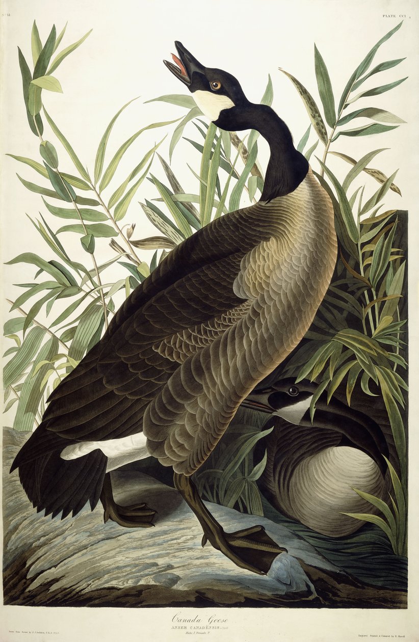 Kanadagås, ca 1827-1838 av John James Audubon