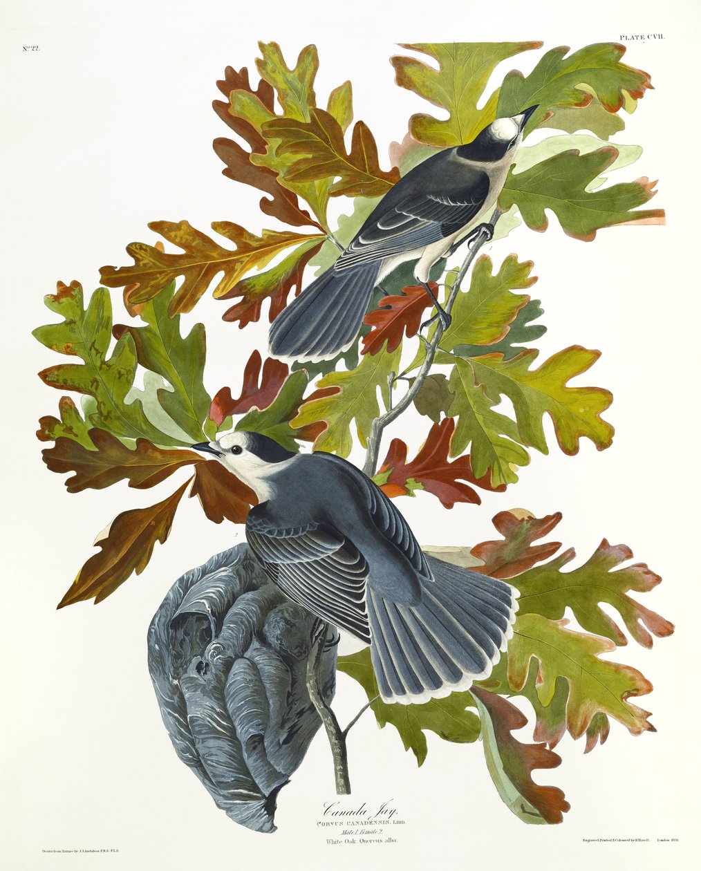 Kanada Jay av John James Audubon