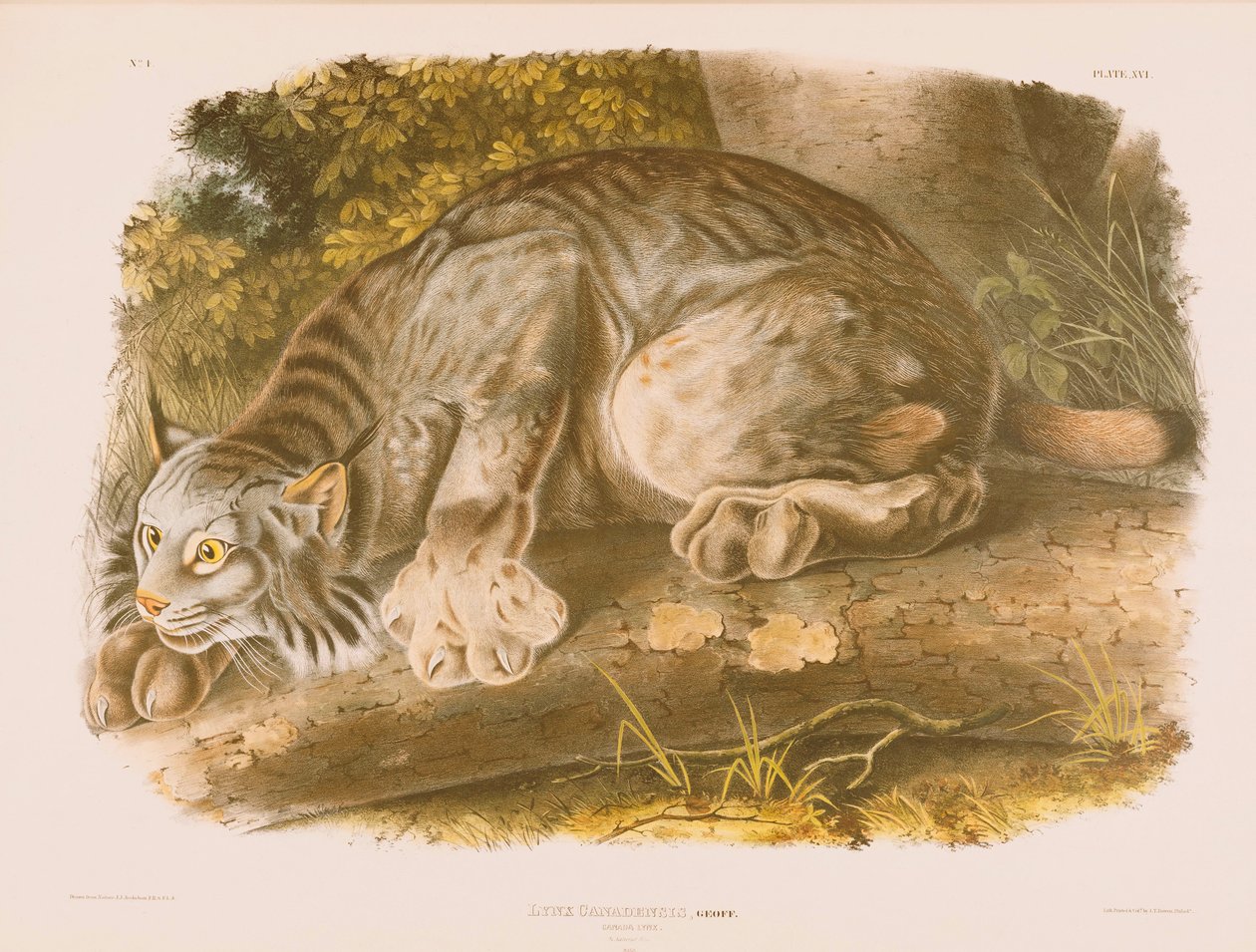 Kanada lodjur av John James Audubon